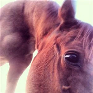 show Pony