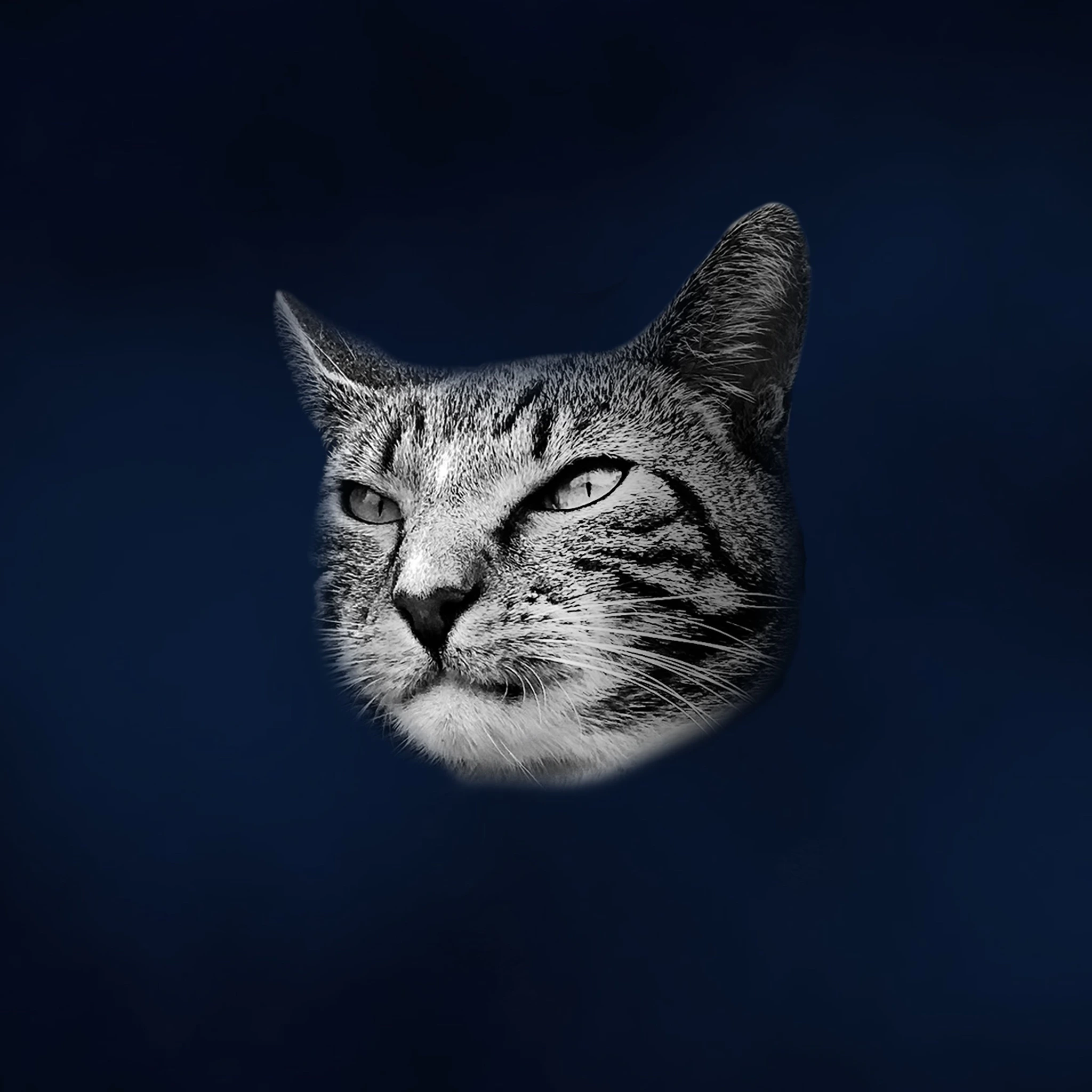 Zero Cats
