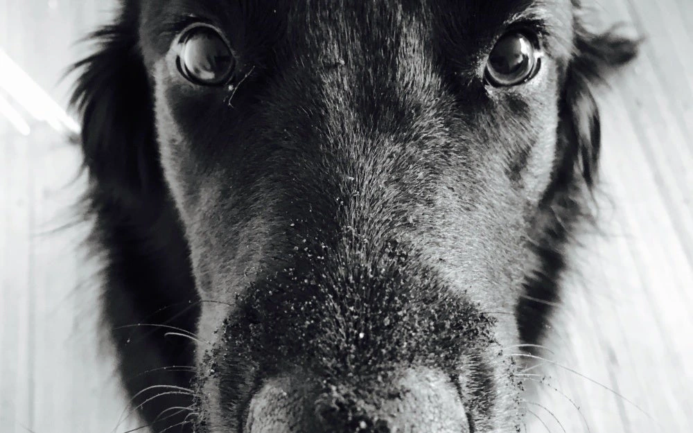Blackdog Charlie