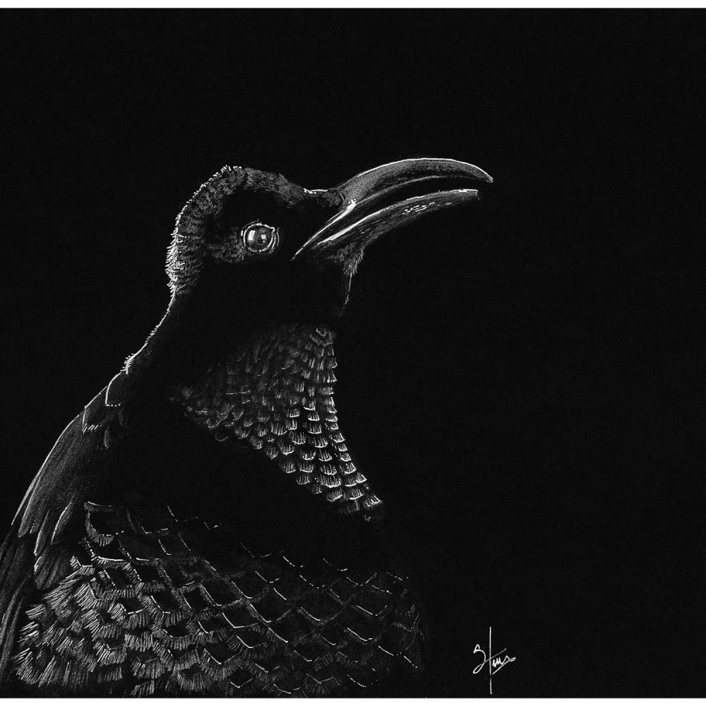 The Paradise Riflebirds