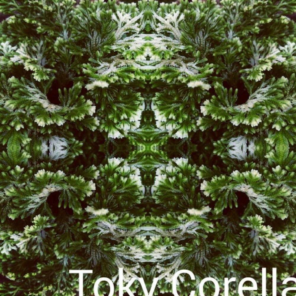 Toky Corella