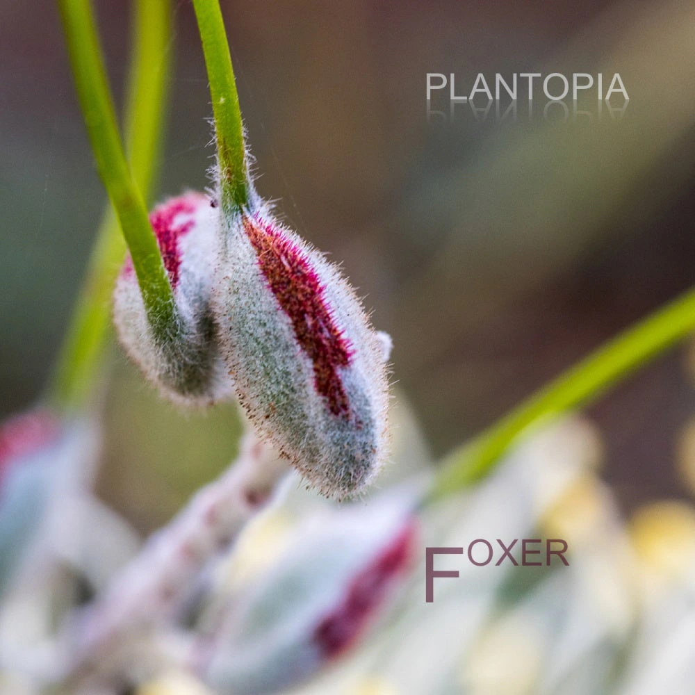 Plantopia