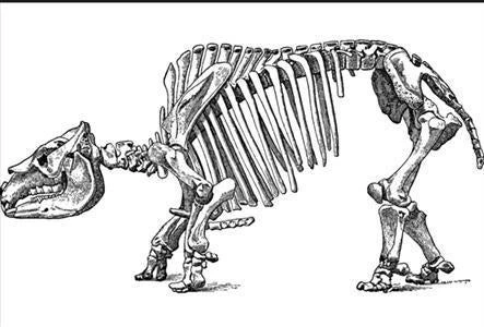 Skeleton Demonstration