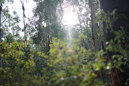 Kowala