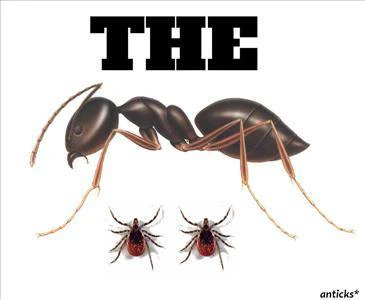 The Anticks