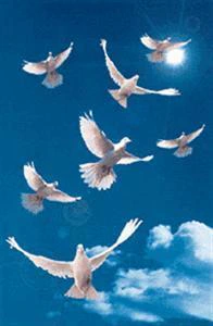 the scattered doves