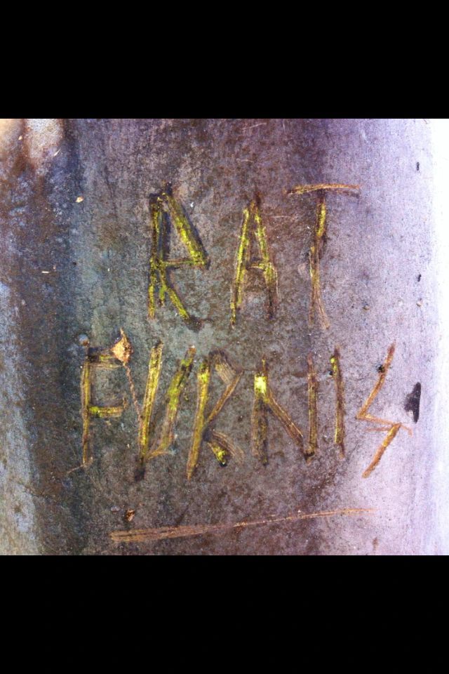 Rat Furnis
