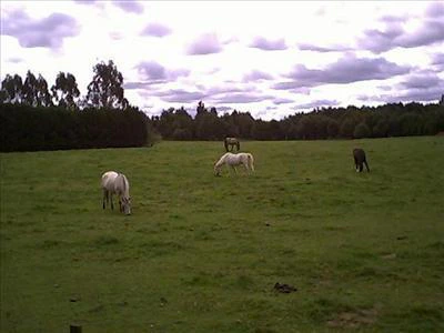 Spare Horses