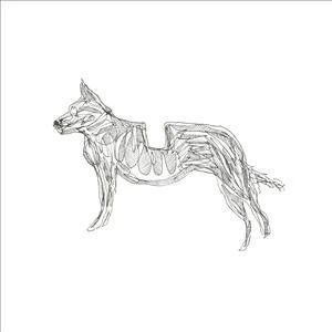 Basenji