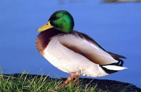 Duck Hunt