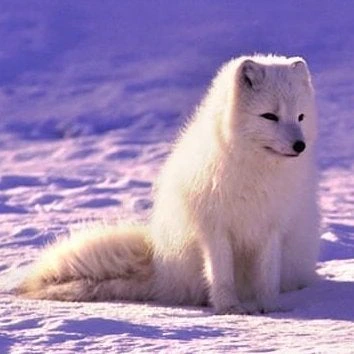 Whitewolf_Drum_&_Bass