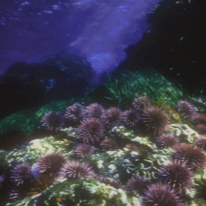Blunt Urchin