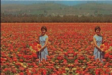 Flower Maze