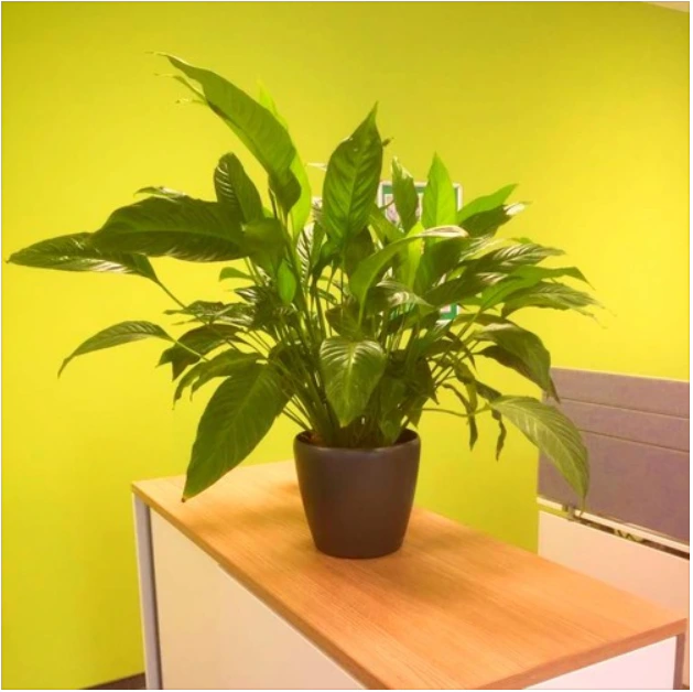 The House Plant Band