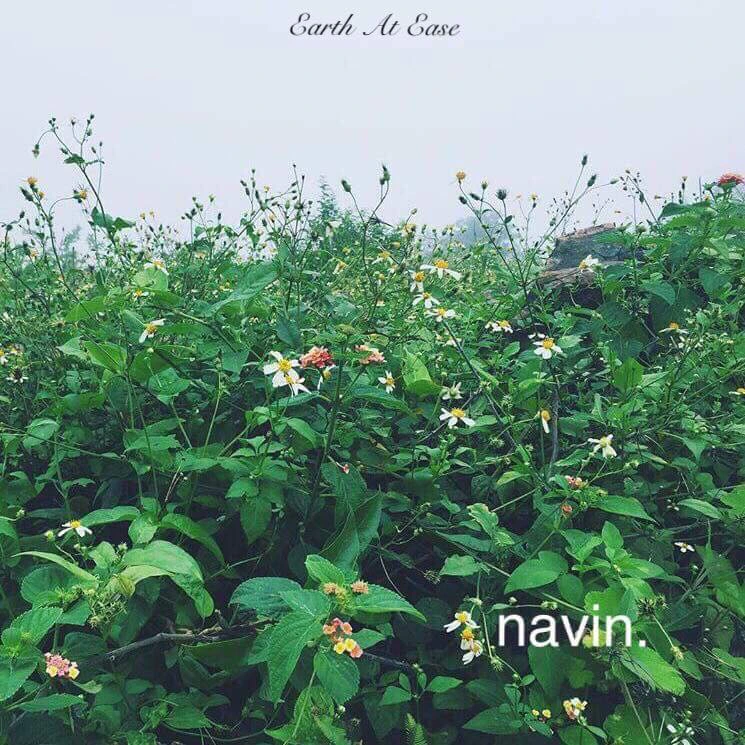 navin.