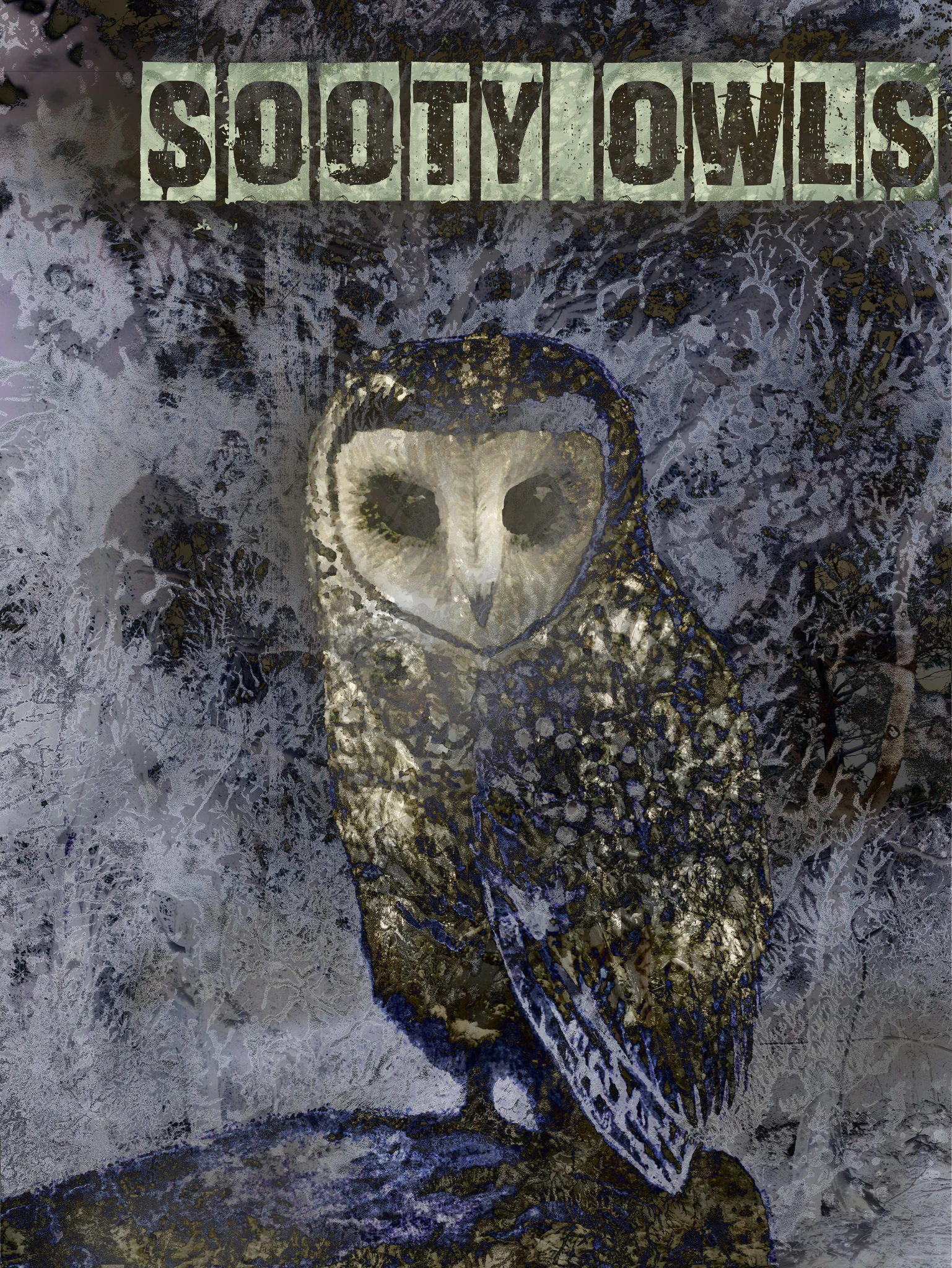Sooty Owls