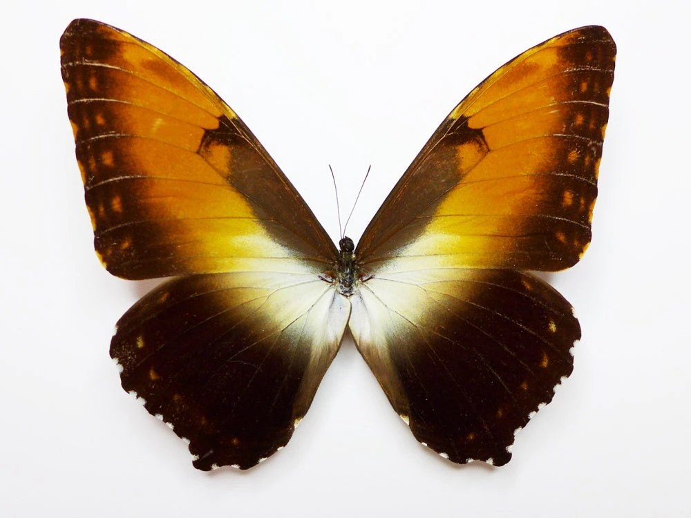 Sunset Morpho