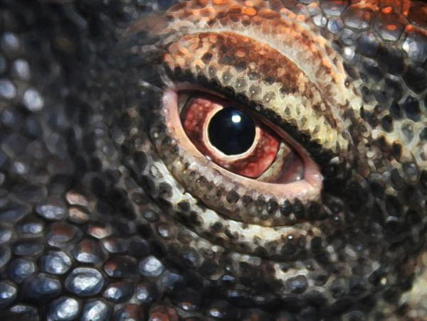 Komodo