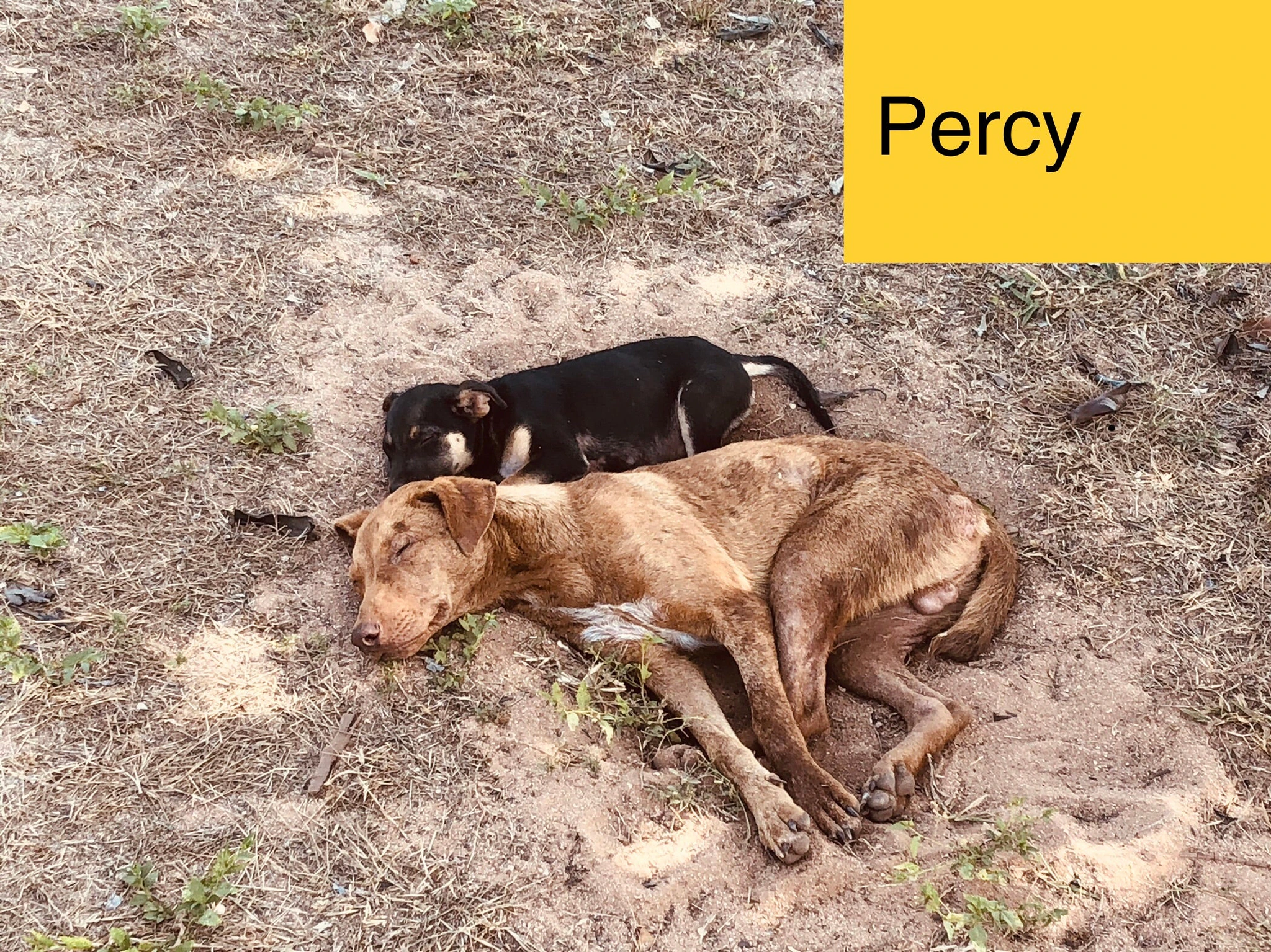 Percy