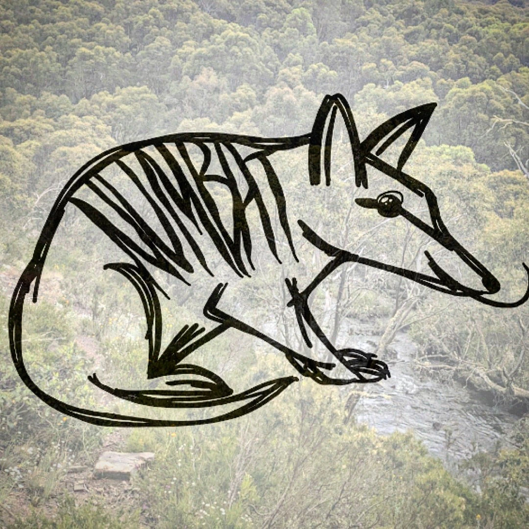 Numbat