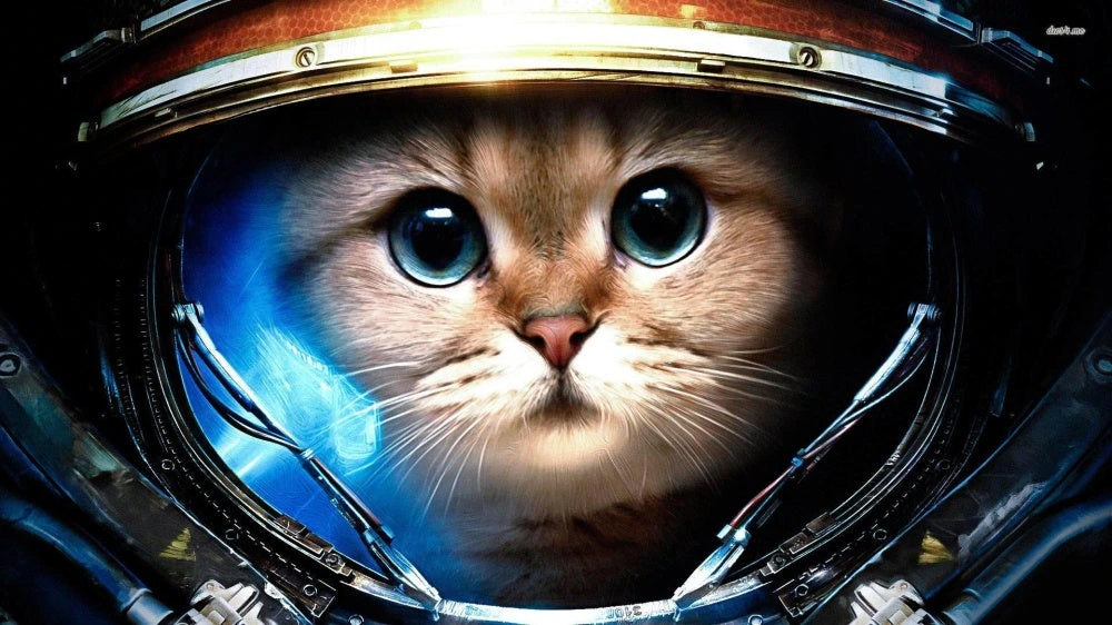 Walter the Cat