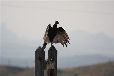Vulture Culture