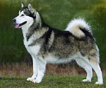 Malamute Saloon
