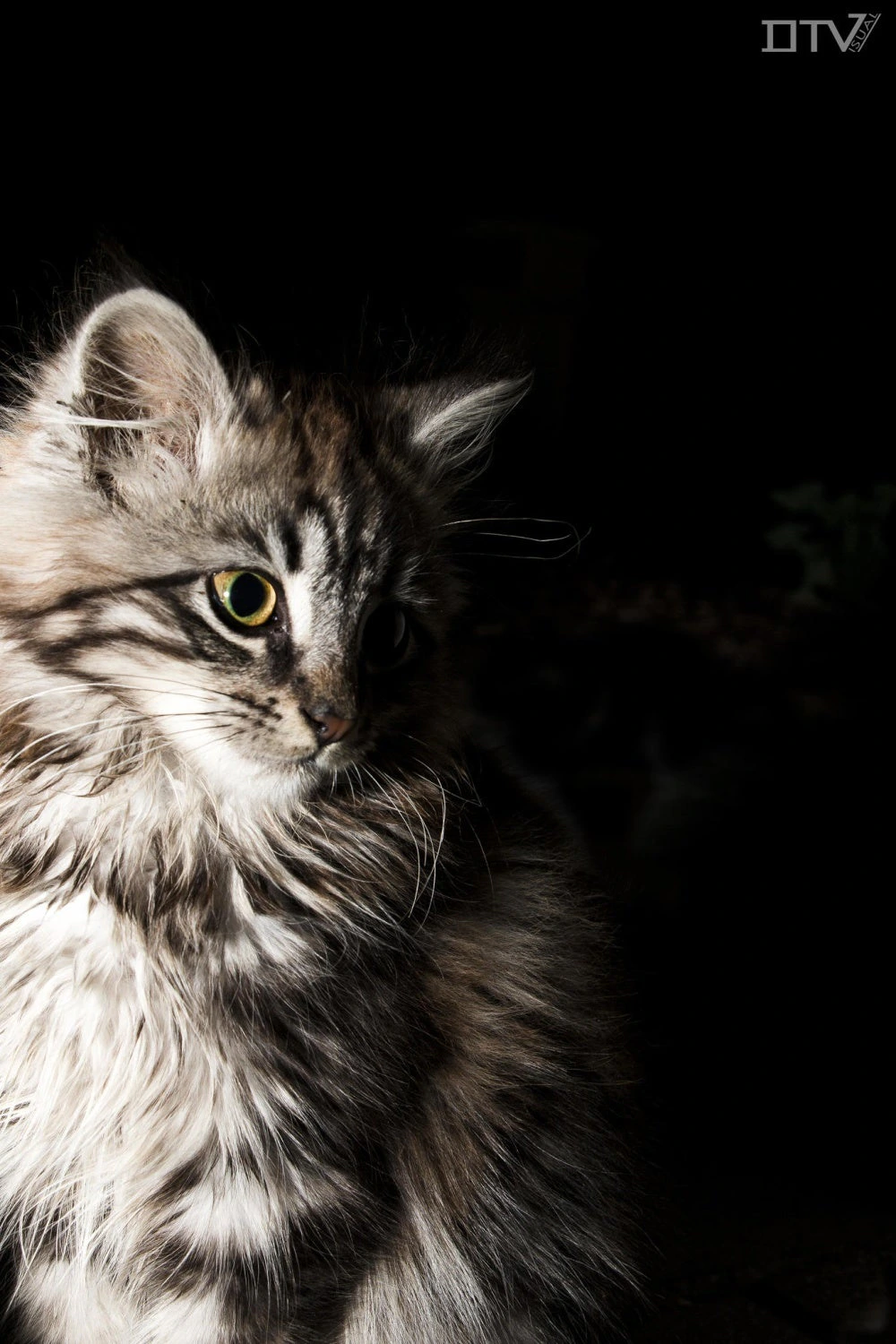 The Ghost Cat Extravaganza