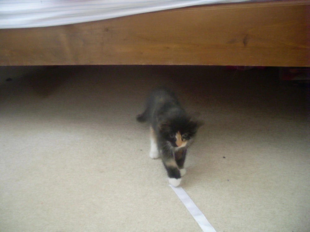 Billie is Curious