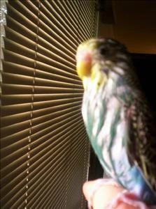 dodgy budgie