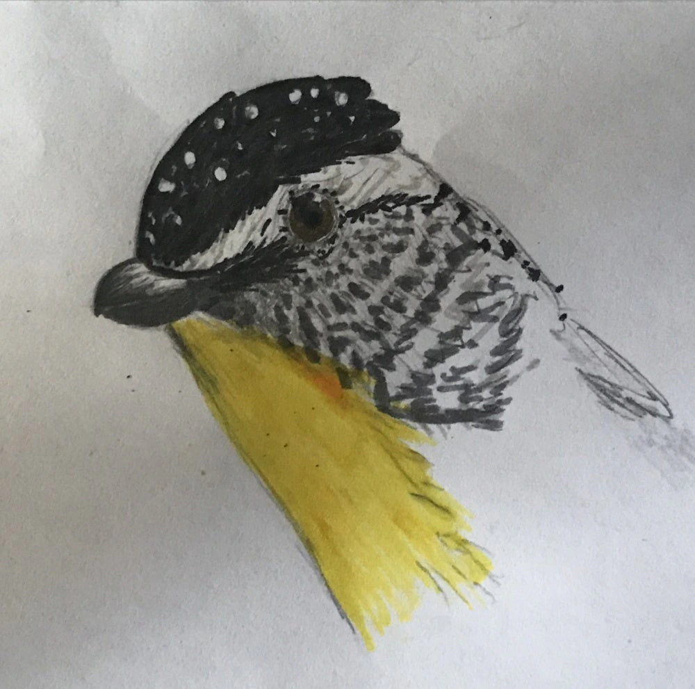 pardalote