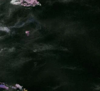 Magnolia
