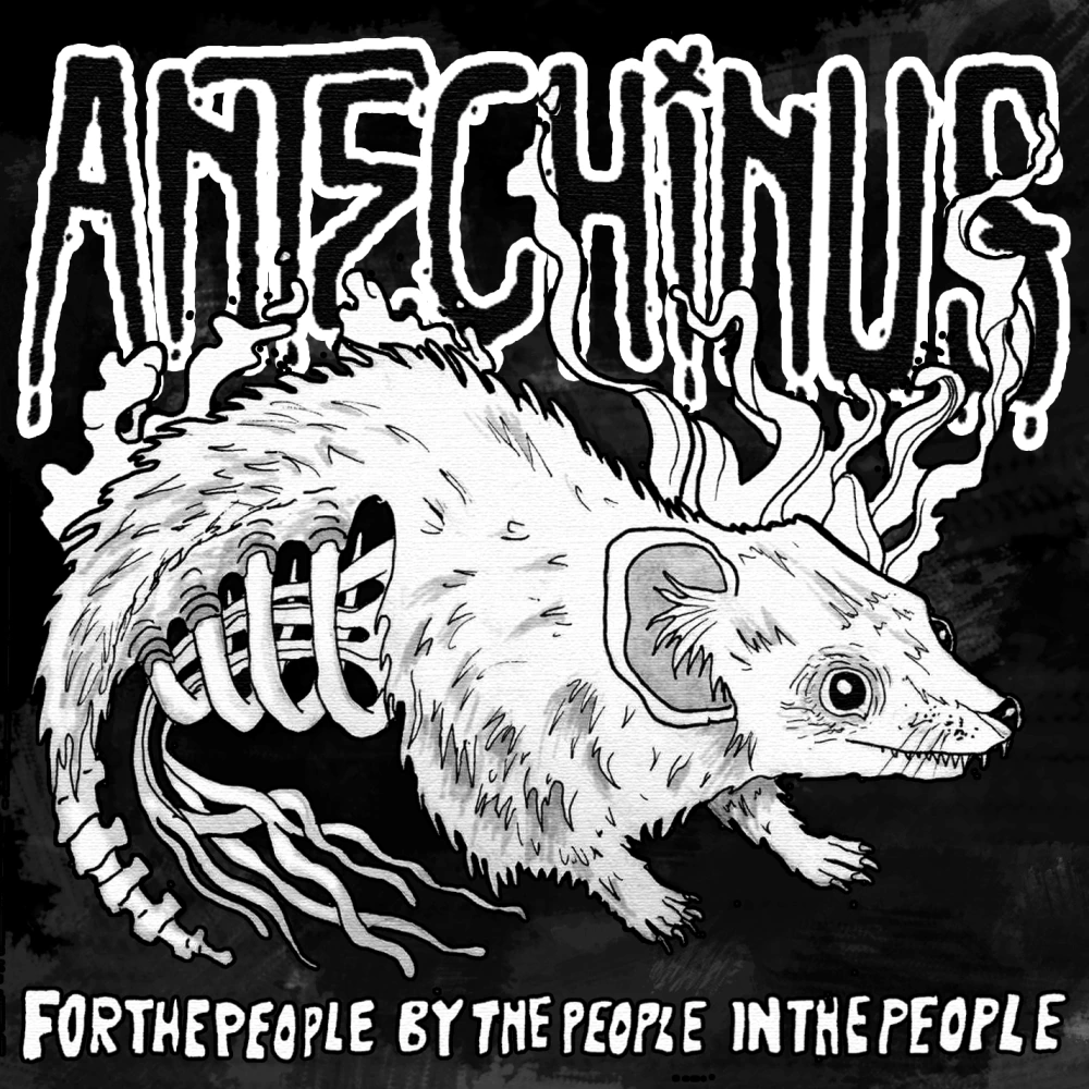 Antechinus