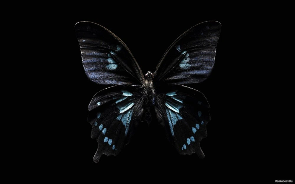 Dark Butterfly