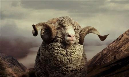 Merino