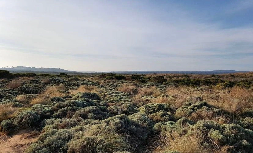 The Desert Parade