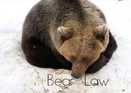 Bear Law