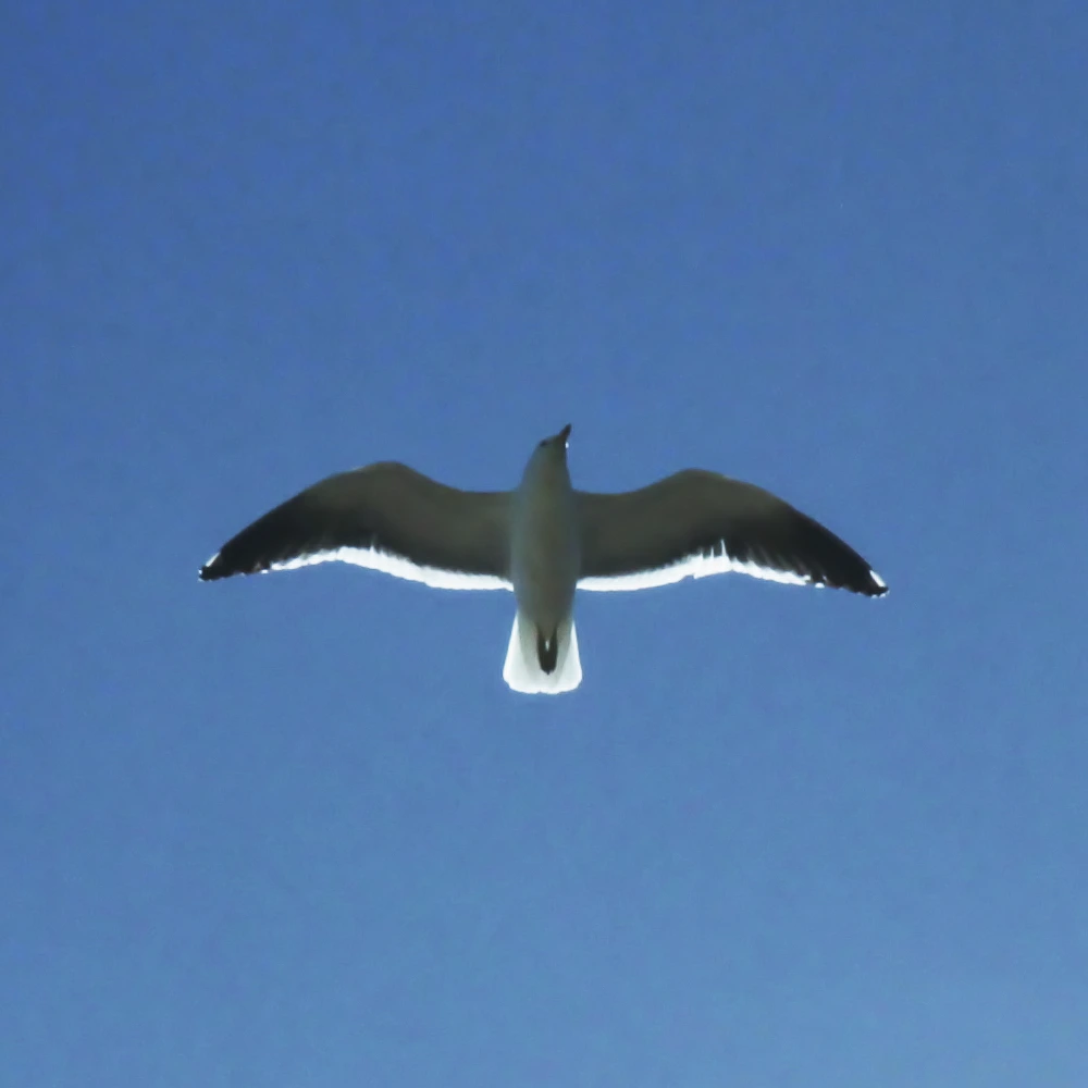 Ango