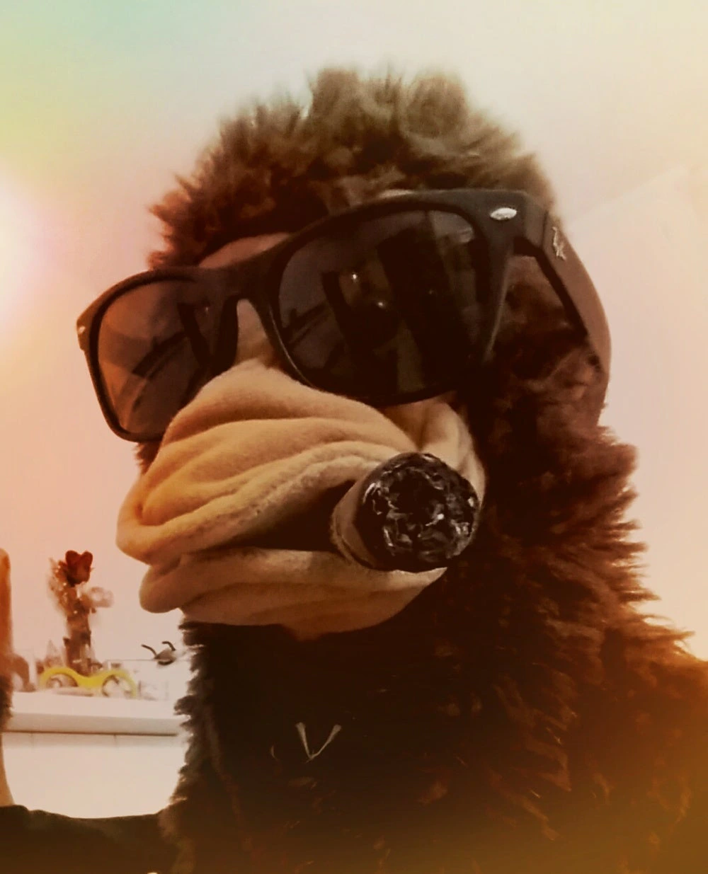 CC Monkey