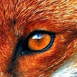 Friday's Fox