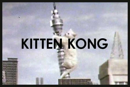 Kitten Kong