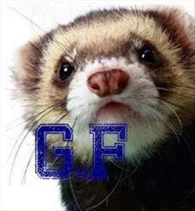 Grungy Ferret