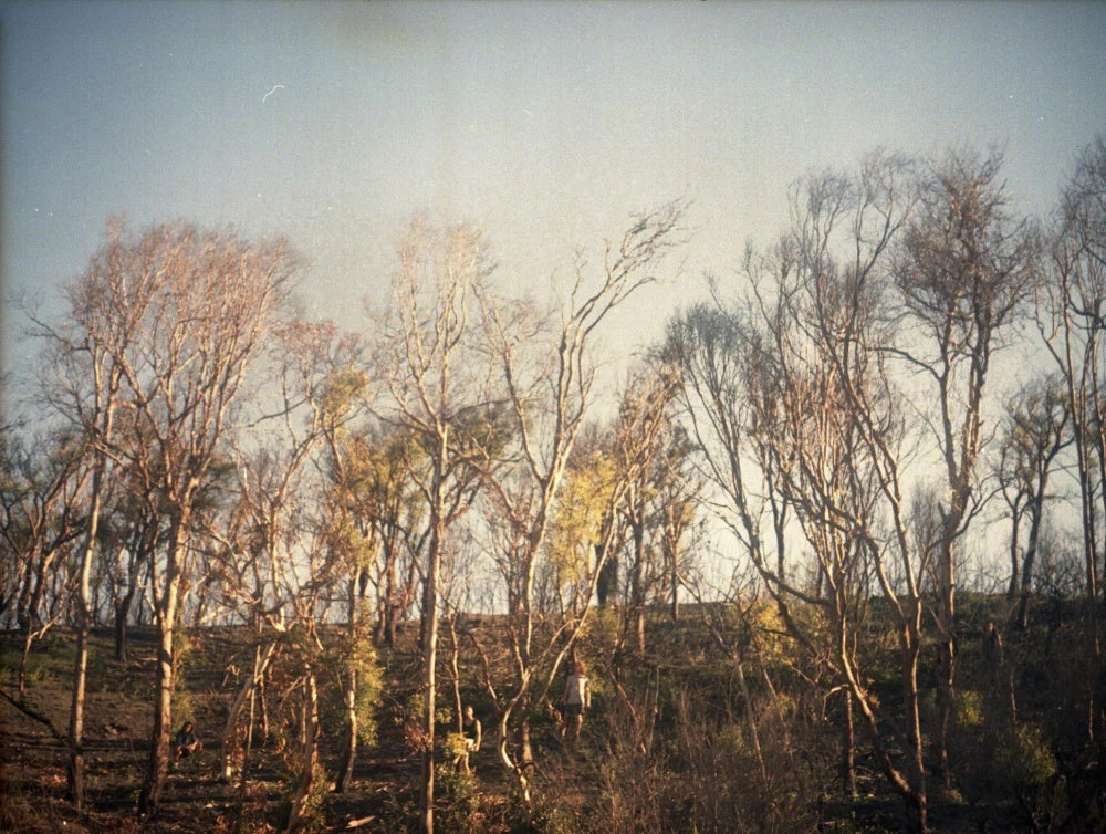 The Theaves