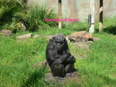 Friends of Love