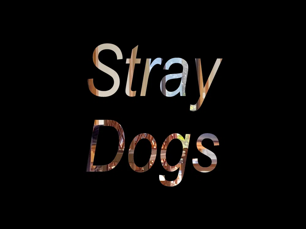 Stray Dogs