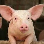 PIG
