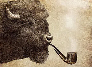 Bison