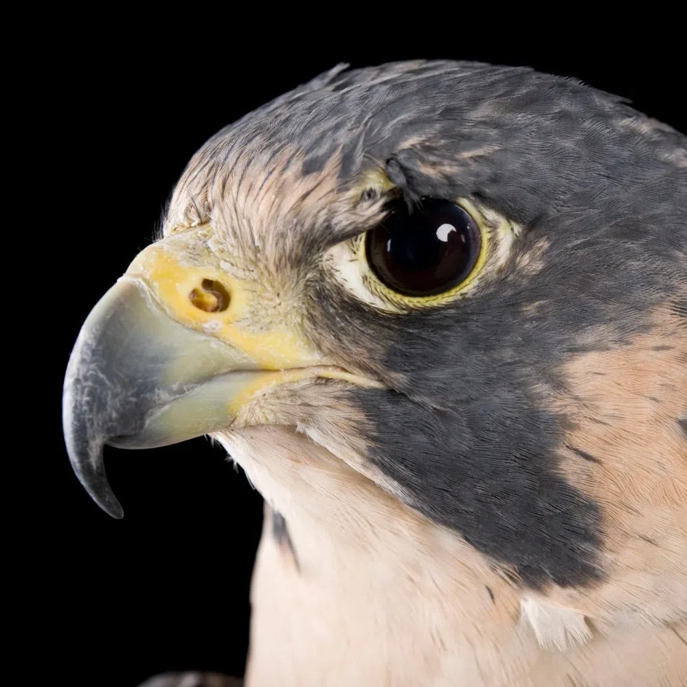 FALCON TURNBULL