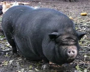 Swine