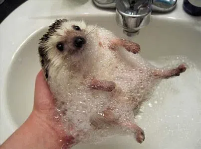boobsmcgee